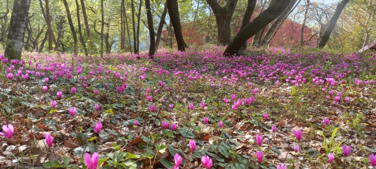Azienda Agrituristica La Torretta Tocco da Casauria Dış mekan fotoğraf