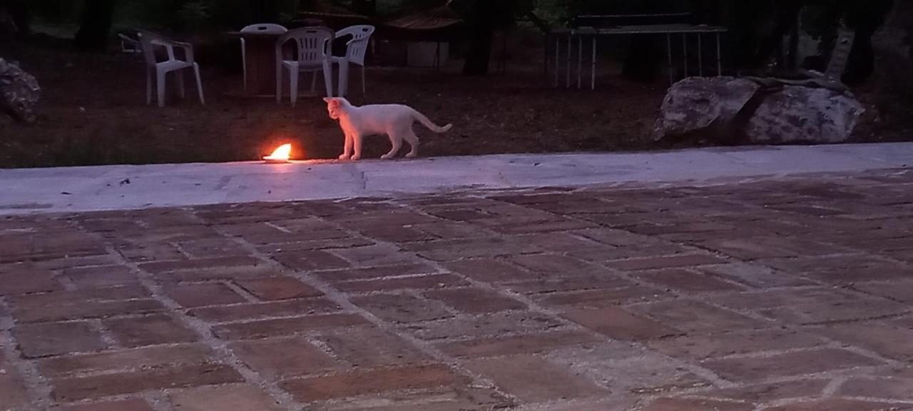 Azienda Agrituristica La Torretta Tocco da Casauria Dış mekan fotoğraf